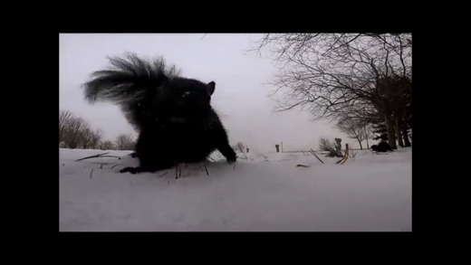 http://dl.247-365.ir/clip/animal/sanjab_va_dozdidaneh_dorbin/Sanjab_Va_Dozdidaneh_Dorbin.jpg