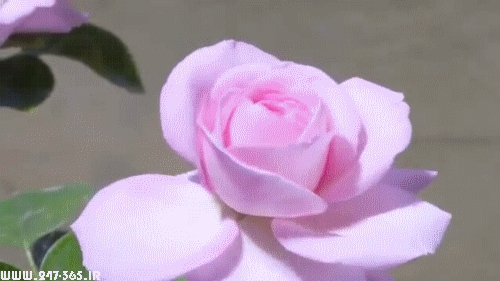 http://dl.247-365.ir/pic/gif/gol/flowers_5/Flowers_5_06.jpg