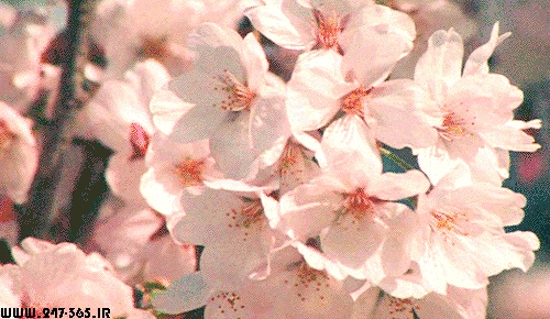 http://dl.247-365.ir/pic/gif/gol/flowers_5/Flowers_5_07.jpg