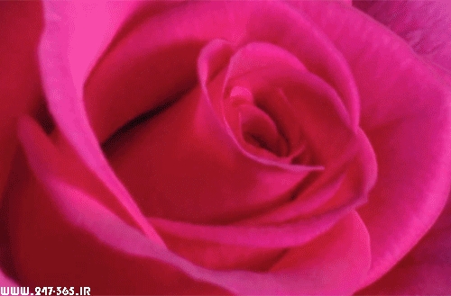 http://dl.247-365.ir/pic/gif/gol/flowers_5/Flowers_5_10.jpg