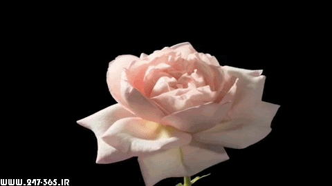 http://dl.247-365.ir/pic/gif/gol/flowers_5/Flowers_5_16.jpg