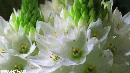http://dl.247-365.ir/pic/gif/gol/flowers_7/Flowers_7_01.jpg