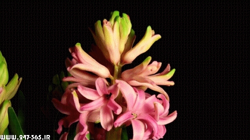 http://dl.247-365.ir/pic/gif/gol/flowers_7/Flowers_7_11.jpg