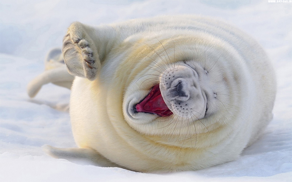 http://dl.247-365.ir/pic/tak_ax/Laughing_Seal.jpg